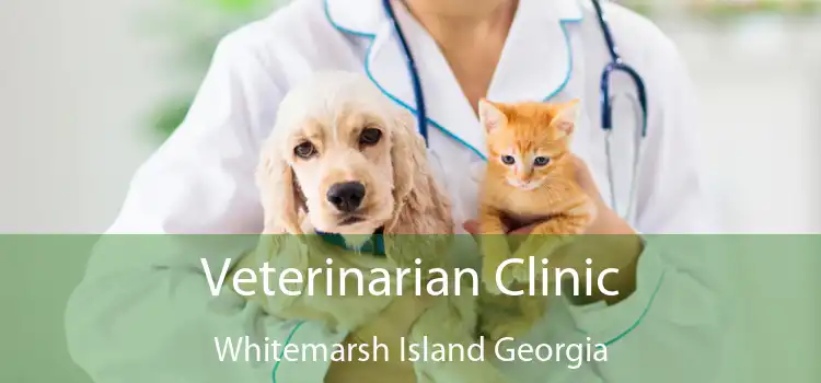 Veterinarian Clinic Whitemarsh Island Georgia