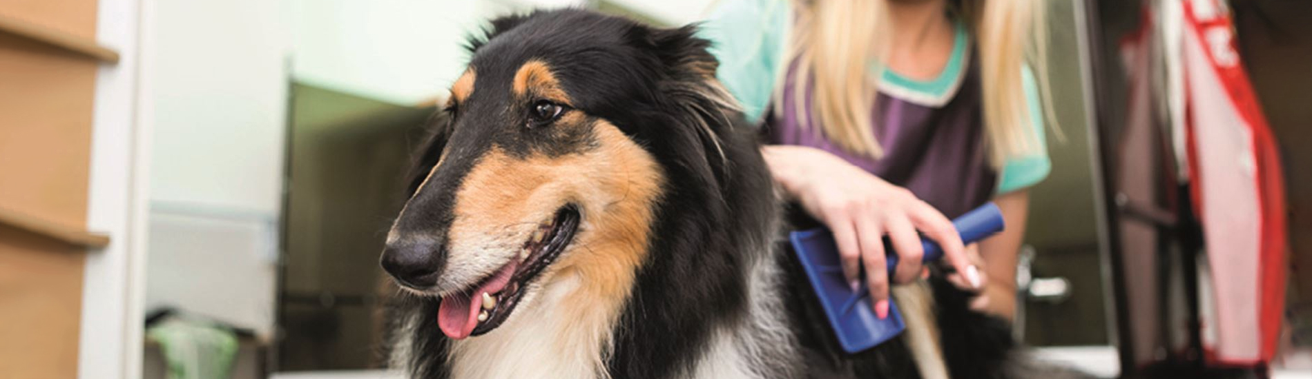 Emergency Vet Waynesboro 24 Hour Emergency Vet Near Me