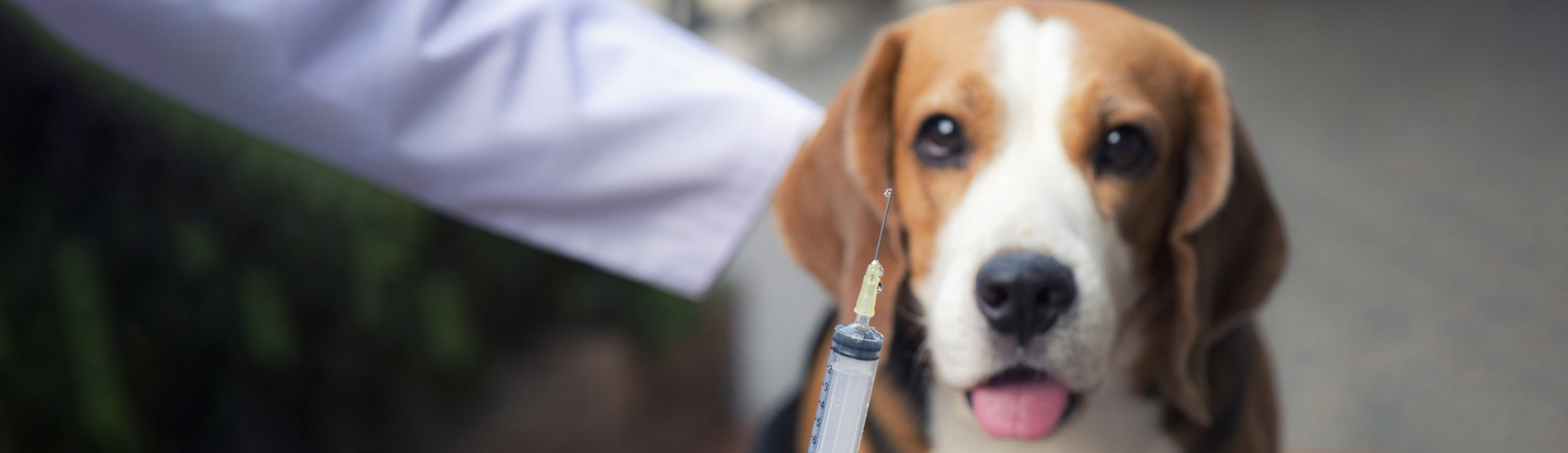 Dog Vaccinations New Egypt Low Cost Dog Vaccinations Near Me