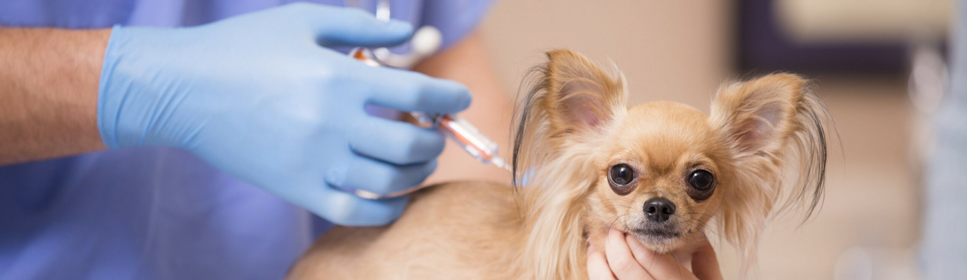 low cost dog vaccinations near me