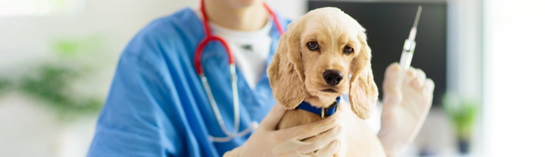Dog Vaccinations Pooler Low Cost Dog Vaccinations Near Me