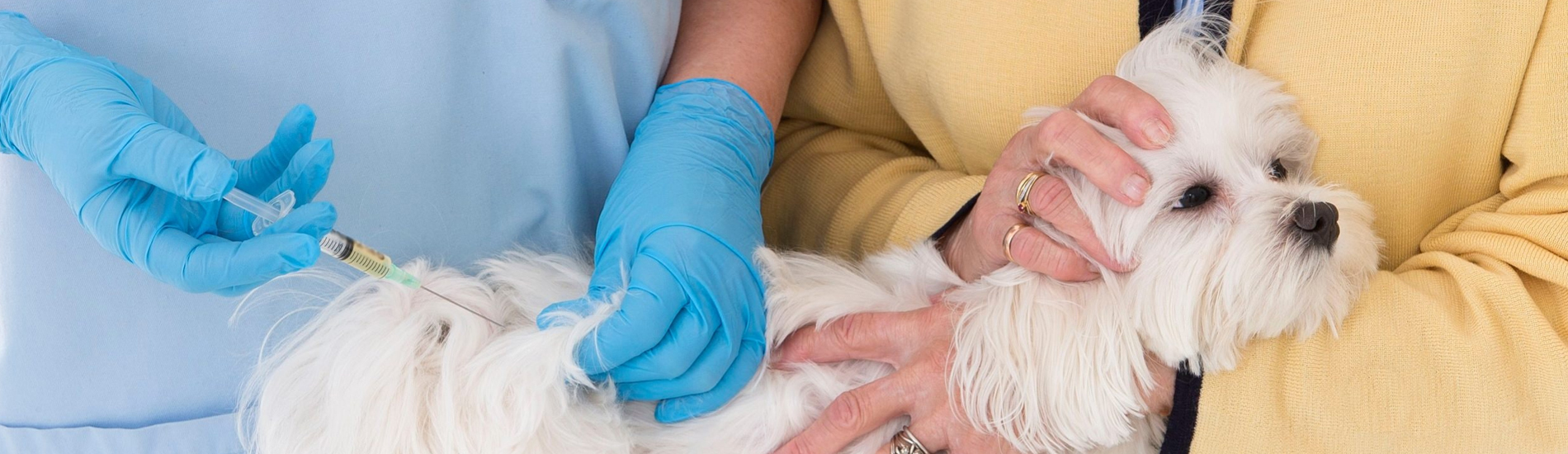 Dog Vaccinations Camden Low Cost Dog Vaccinations Near Me