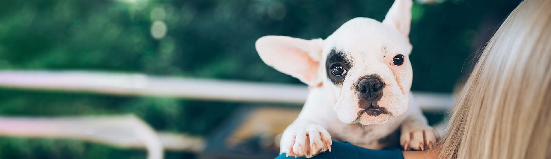 Spaying And Neutering Gresham Park Low Cost Pet Spay And Neuter Clinic