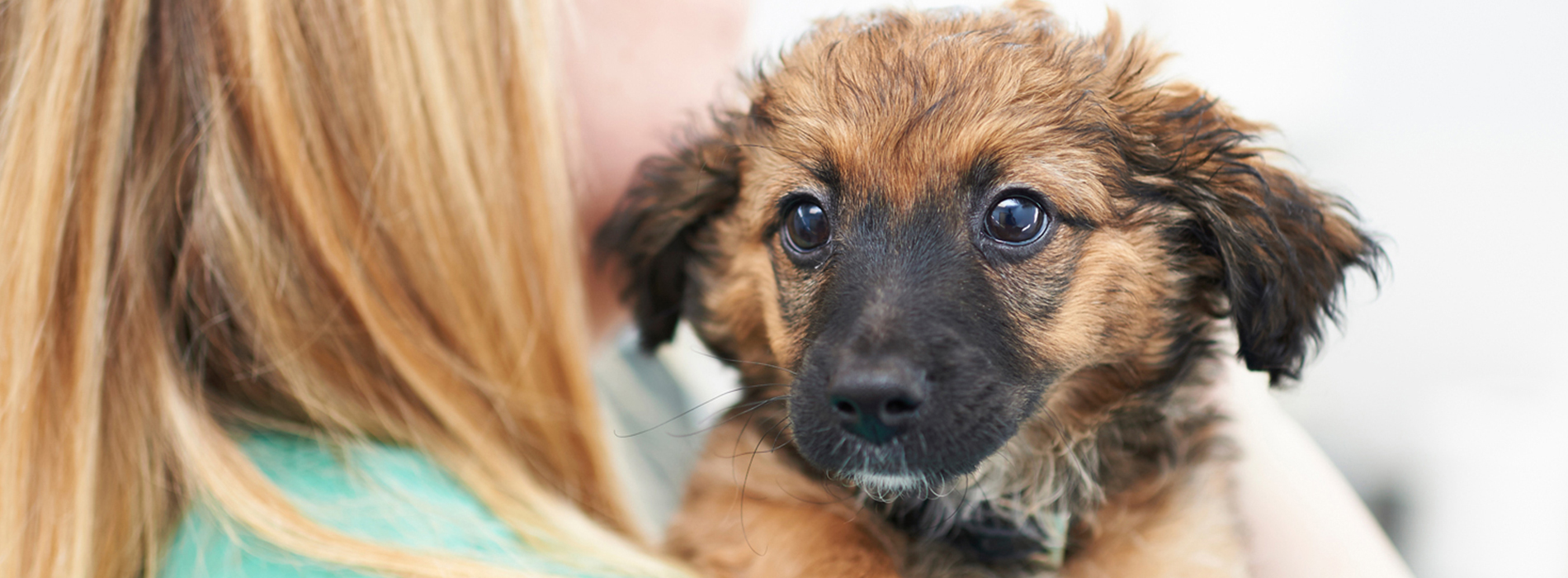 Veterinarian Clinic Fort Stewart Emergency Vet And Pet Clinic Near Me