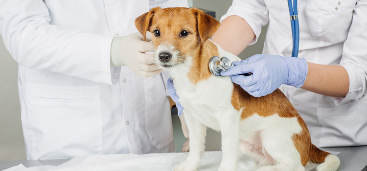 animal hospital nutritional advisory Spaying And Neutering inÂ Lakehurst