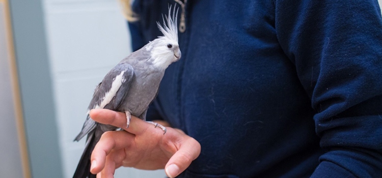 animal hospital nutritional counseling in Audubon