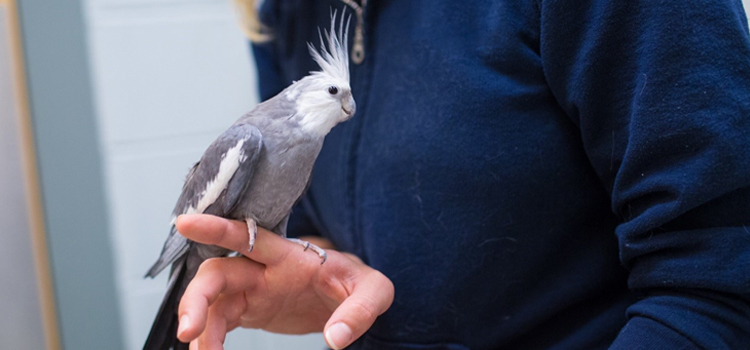 animal hospital nutritional counseling in Columbus