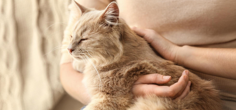 animal hospital nutritional consulting in Sergeantsville