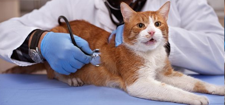 Emergency Vet Valdosta - 24 Hour Emergency Vet Near Me