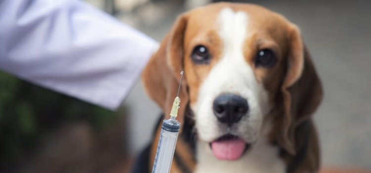 animal hospital nutritional advisory in Newfield