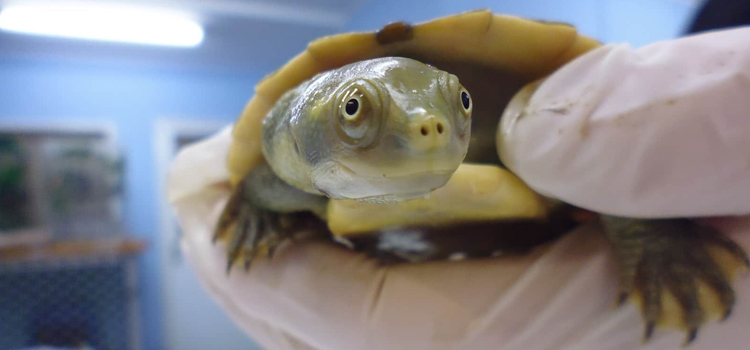 Reptile specialists near me cheap