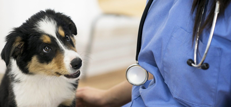 animal hospital nutritional advisory in Cookstown