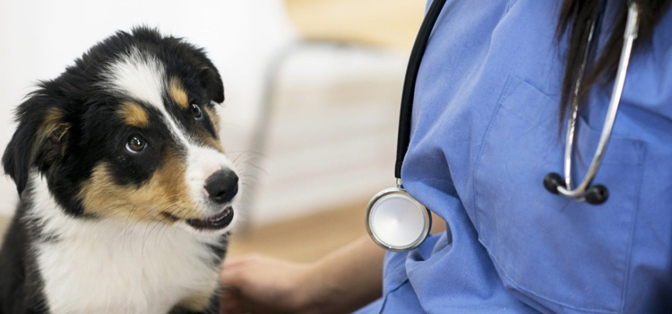 animal hospital nutritional advisory in Mount Holly