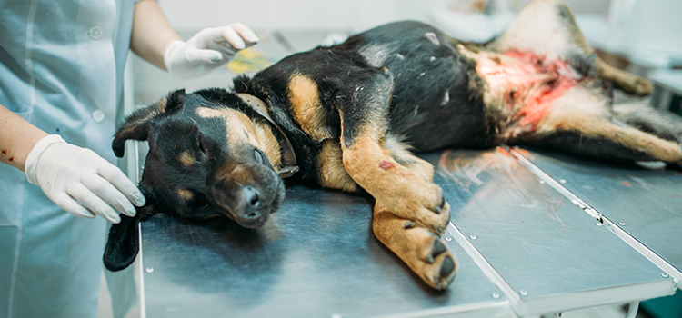 animal hospital nutritional guidance in Jesup